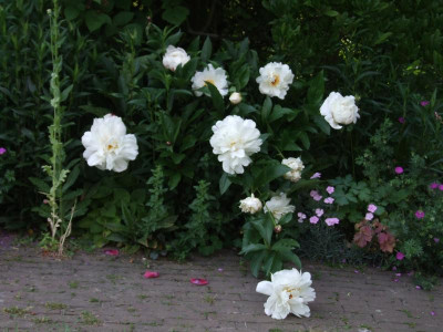 DSCF6487.JPG