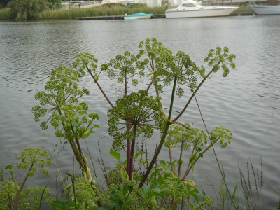 DSC06331.JPG