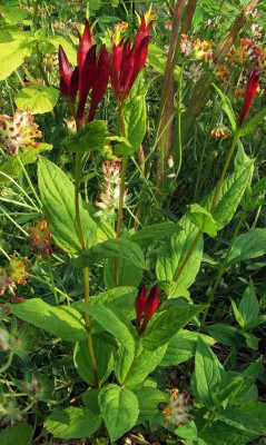 Spigelia_marilandica_komplett.jpg