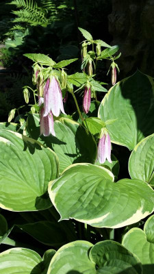 Campanula.jpg