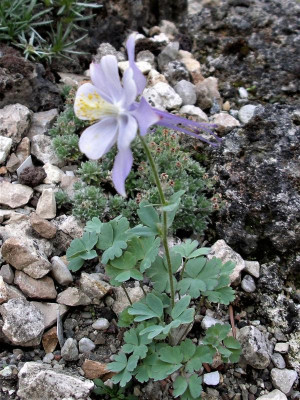 Aquilegia scopulorum 07.06.19.JPG