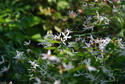 gillenia_trifoliata_07.jpg