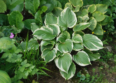 hosta_ventricosa_aureomarginata_07.jpg