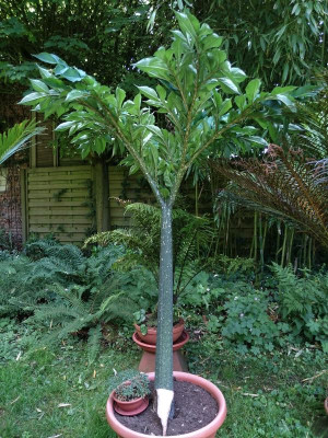 Amorphophallus konjak und ongsakulii.jpg