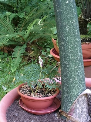 Amorphophallus ongsakulii.jpg