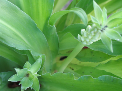 IMG_2528a.jpg_Eucomis_autumnalis.jpg