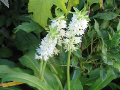 IMG_2806b.jpg_Eucomis_autumnalis.jpg