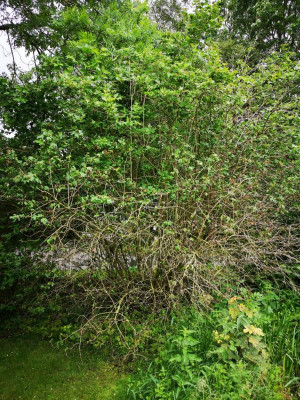 bilder kranker baum (2).jpg