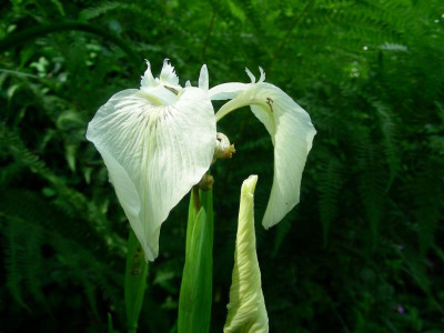 Iris pseudacorus 'Creme de la Creme' DSCN9510.JPG