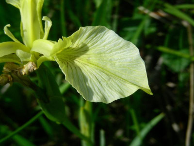 Iris pseudacorus hellgelb DSCN9266.JPG