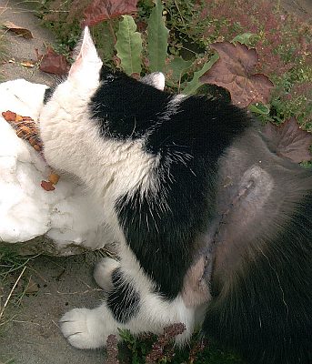 Arme_kranke_Kussy_Morderkatze.jpg