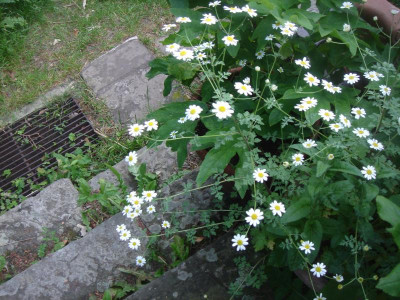 DSC06300.JPG