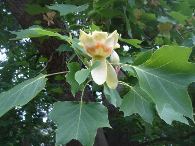 DSC06325.JPG