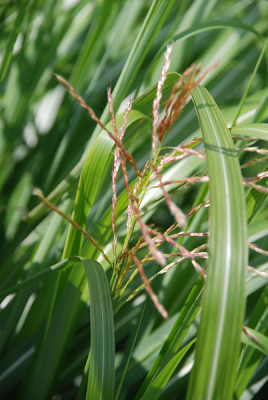 miscanthus_sinensis_frueh.jpg