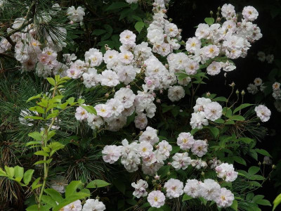 Paul`s Himalayan Musk _Ga_P6160846.JPG