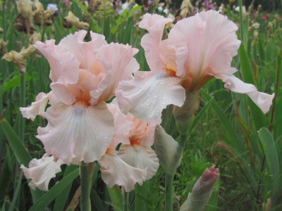 Aurora Peach Delight.jpg