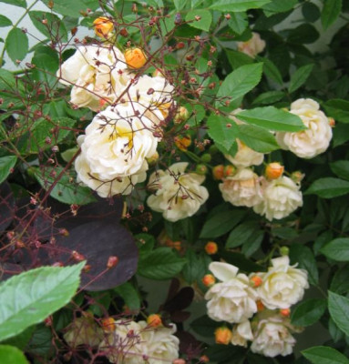 GhislainedFCotinus4p.JPG