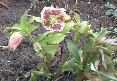 Helleborus_hybr._guttatus.jpg
