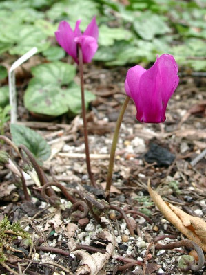 08110006_Cyclamen_hederifolium.JPG