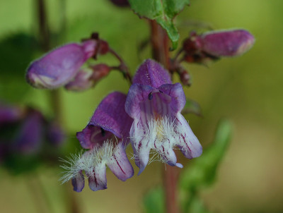 Penstemon-smallii-070607.jpg