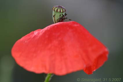 0531_Mohn-2007-05-31_7694.jpg