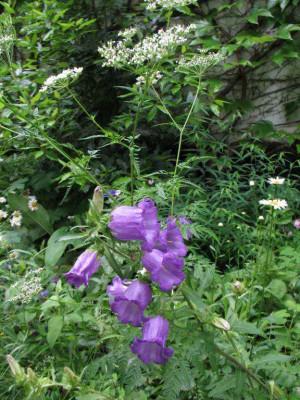 Campanula_media_01.jpg