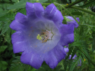 Campanula_media_02.jpg
