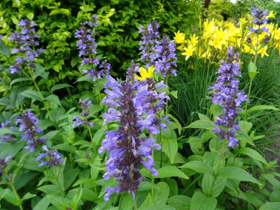 Nepeta kubanica Juni 2019.JPG