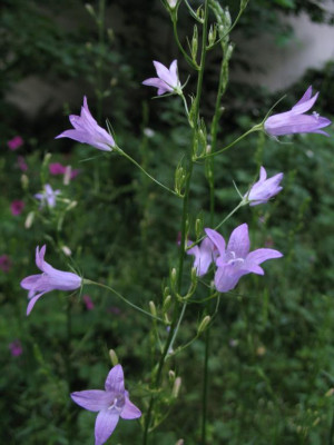 Campanula_rapunculus_01.jpg