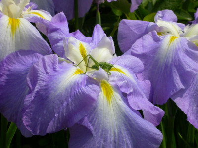 Saftschrecke_auf_Iris_ensata.jpg