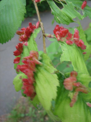 DSC06327.JPG