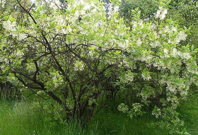 Chionanthus_HAbitus_A.jpg
