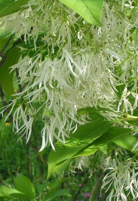 Chionanthus_BluteA.jpg