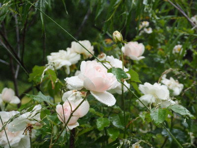 Rosa Noisettiana 'Mme Alfred Carrière' P6060046.JPG