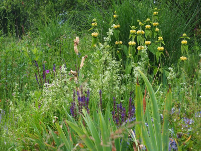 Phlomis, Salvia nemorosa und Galium mollugo P6060021.JPG