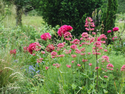 Päonie und Spornblume P6060017.JPG