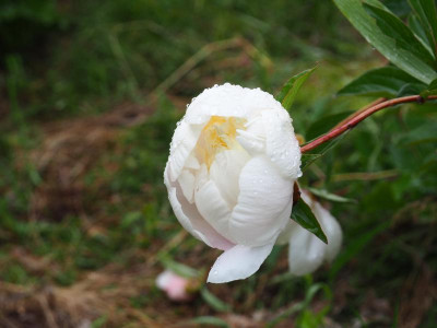 Primavera P6060029.JPG