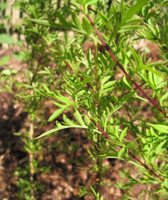 Syringa_persica_laciniata.jpg