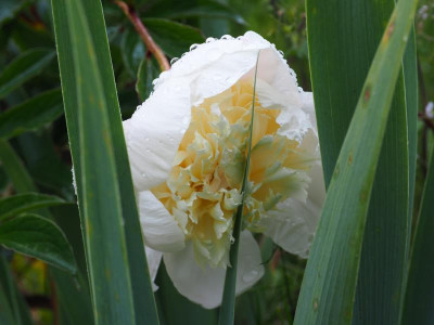 primavera P6060028.JPG