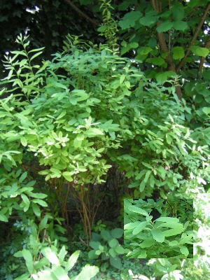 070608_Unbekannter_Sommerflieder.jpg