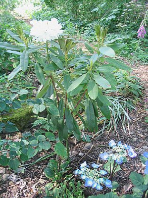Rhododendron_decorum_Hybride_3_fars_2007.jpg