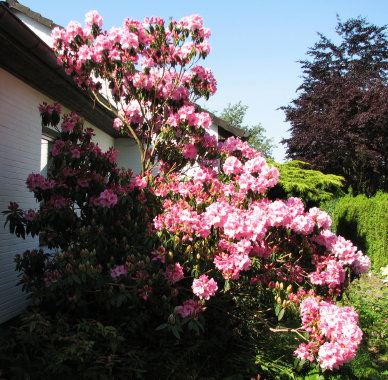 discolor_Hybr_8-6-07_1.jpg