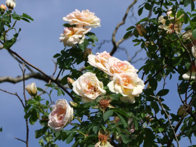 Morgenduft Blüten.jpg