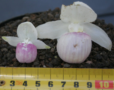 IMG_2843_eCypripedium_reginae_Bluetenvergleich.JPG