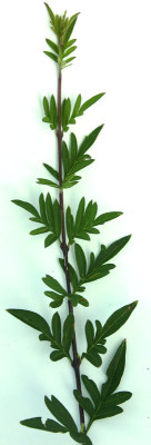 IMG_2834_eSyringa_afghanica.JPG