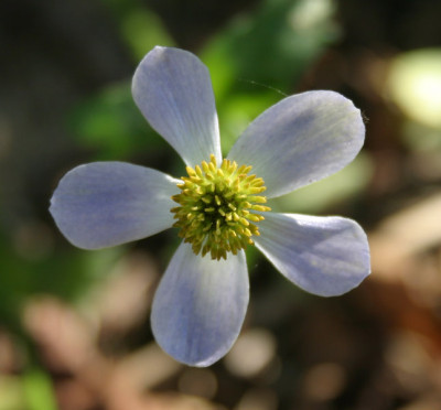 IMG_2854_eAnemone_trullifolia.JPG