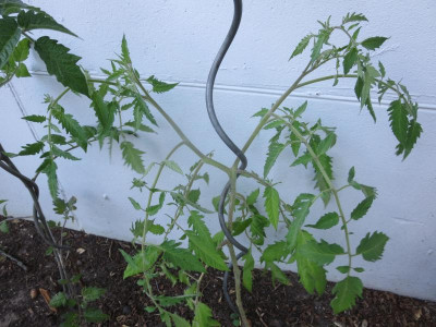 Tomatengabelung_7973.jpg