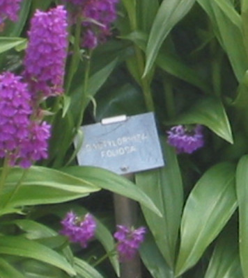 Dact._foliosa_u1.jpg