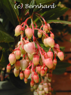 arbutus_unedo_blueten.jpg