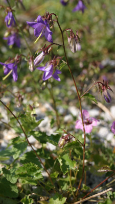 IMG_2856_eCampanula_raddeana.JPG